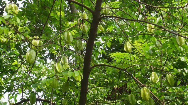 Star fruit tree with clusters of unripe green carambola