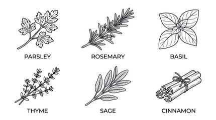 herbs and spices illustrations © bolo