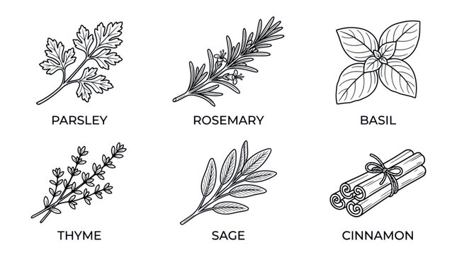 herbs and spices illustrations