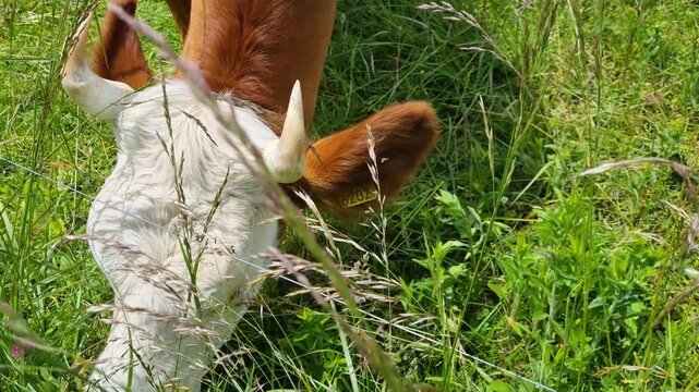 Close-up of a horned Simmental cow grazing on a lush spring meadow near Bern, Switzerland, showcasing traditional livestock farming and the peaceful Swiss countryside