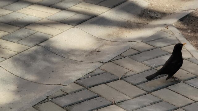 A thrush runs away from the camera.