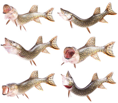 Set of fish pike