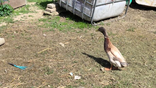 Indian Runner duck, a type of duck raised for eggs and as an excellent collector of unwanted snails.