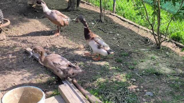 Indian Runner duck, a type of duck raised for eggs and as an excellent collector of unwanted snails.