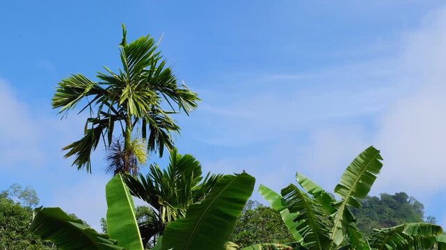 Areca palm tree and banana plants growing in mining town of Panguna on tropical island of Bougainville, Papua New Guinea