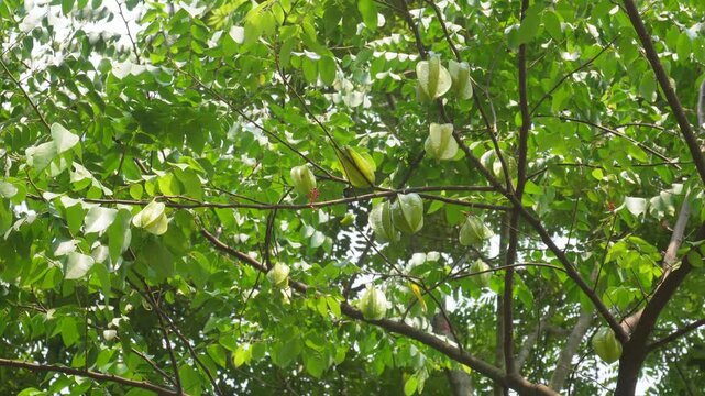 Starfruit tree thriving with fresh tropical fruits