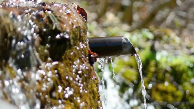 Fresh drinking water splashing out from a natural wilderness spring fountain.
