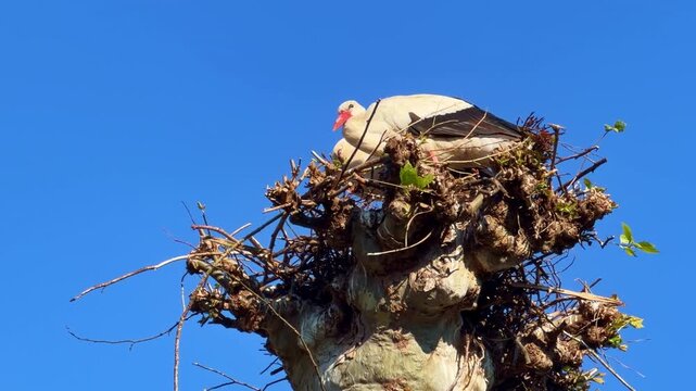 White stork stands still on pollarded treetop, feathers in wind, pure blue sky