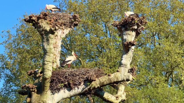 Three white storks perch in three separate nests in a single plane tree, wide view, Alsace.
