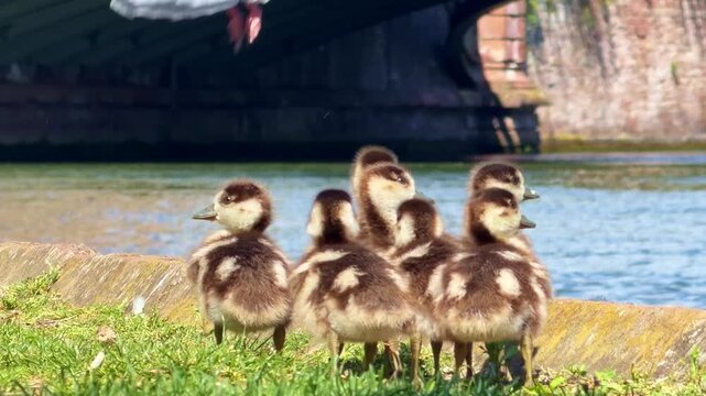 Egyptian goose goslings displace two pigeons on stone quay by river in Strasbourg.