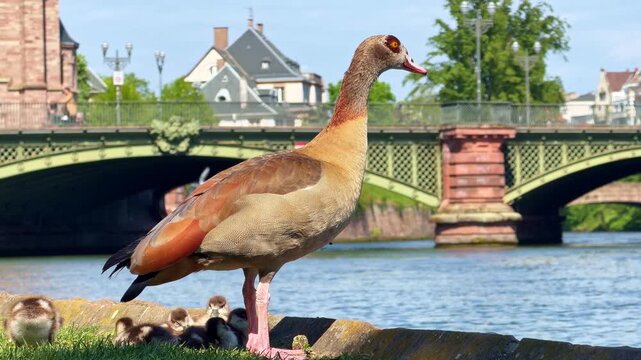 Egyptian goose departs her goslings on Rhine bank, green bridge, Strasbourg.
