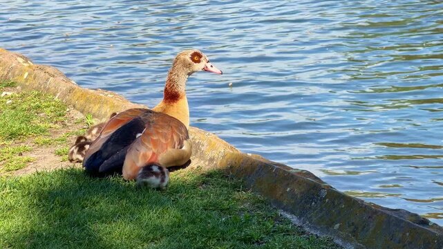 Egyptian goose rests on grassy bank surrounded by her goslings at water's edge.