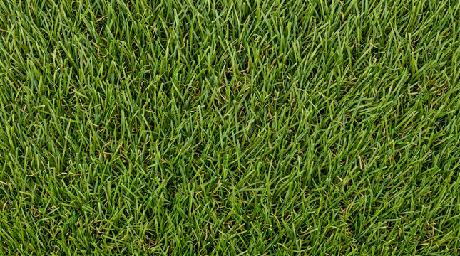 Close up top view of fresh green grass texture for landscaping design background.