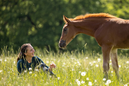 Young horse approaching smiling woman in flowering meadow showing trust, curiosity and gentle connection