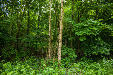 Obraz premium Green forest background with young birch trees covered in wild climbing vines and lush dense foliage in summer park