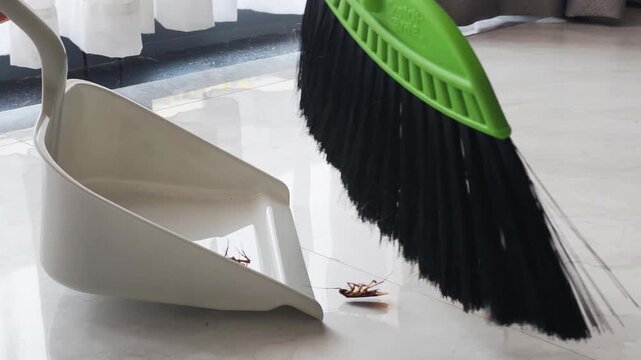 Effective Pest control service home cleanup process in apartment. Person removes dead insects during Pest control service home cleanup using green broom and plastic dustpan on clean tile floor.