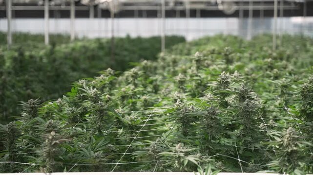 Rows of cannabis plants flourish under a structured canopy in a modern facility. Ideal for agricultural documentaries or industry insights.