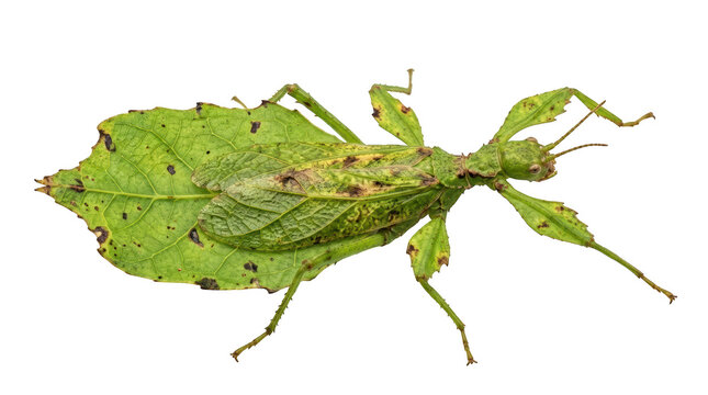 A detailed green leaf insect that looks like a real leaf crawling on a surface