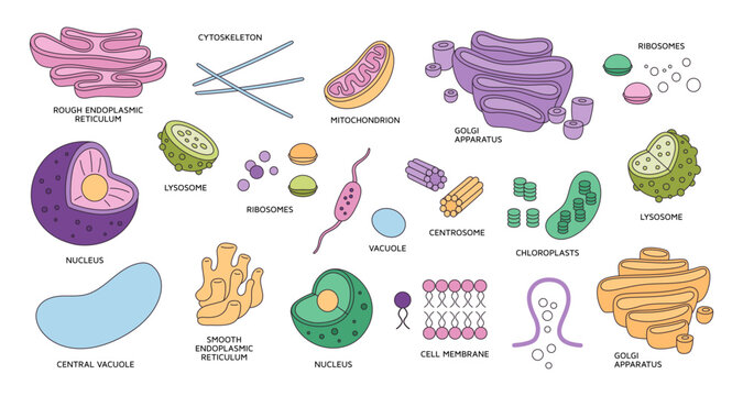 Cell organelles elements. Medical structure, biological functional unit, microscopic system, organs and tissues component, ribosomes and lysosome biology education concept, garish vector set