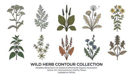 Wild herb botanical collection with medicinal meadow plants © Buku