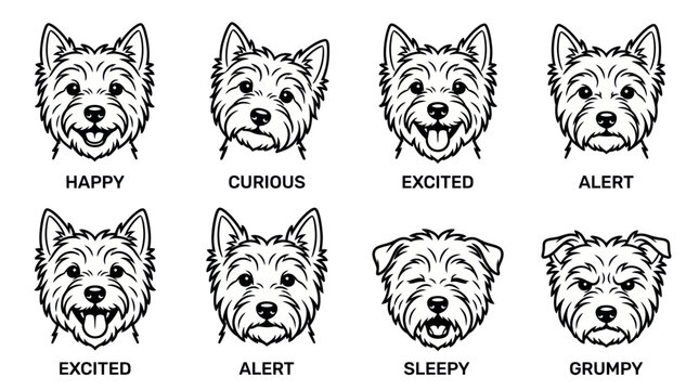 West highland white terrier dog head icons with different emotions