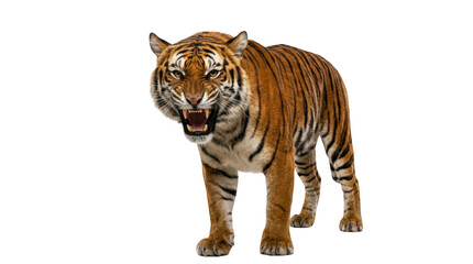 Fototapeta premium Fierce tiger standing and growling with open mouth showing sharp teeth