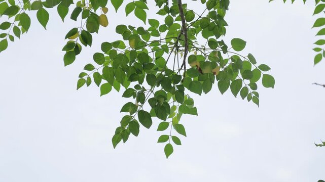 Close-up of green tree leaves and branches gently blowing and swaying in the wind against a cloudy sky.