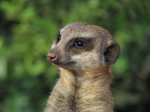 W&auml;hrend die Gruppe nach Nahrung sucht, stehen einzelne Tiere als W&auml;chter auf den Hinterbeinen auf erh&ouml;hten Positionen (Felsen, H&uuml;geln). Bei Gefahr sto&szlig;en sie laute Warnrufe aus. Hier im Zoo Leipzig. 