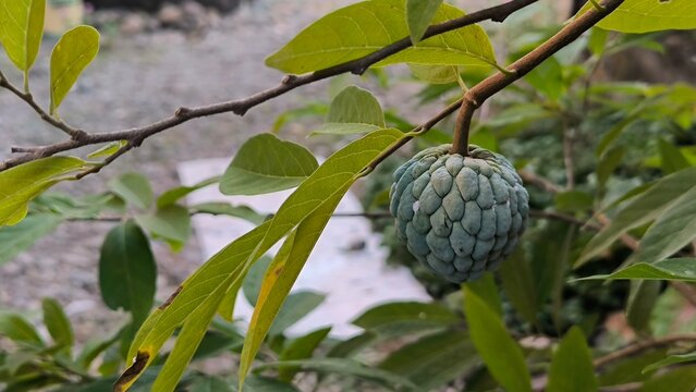 Custard apples on tree (Annona Squamosa). Commonly known in Indonesia as Srikaya 