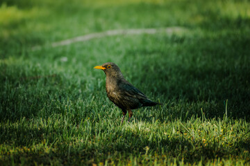 Fototapeta premium bird standing in a forest, beautiful green enviroment with blur background, animals with feathers