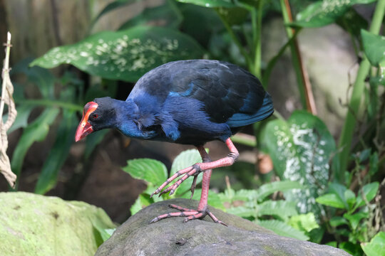 A colorful purple swamphen walking among lush green foliage in a natural habitat.