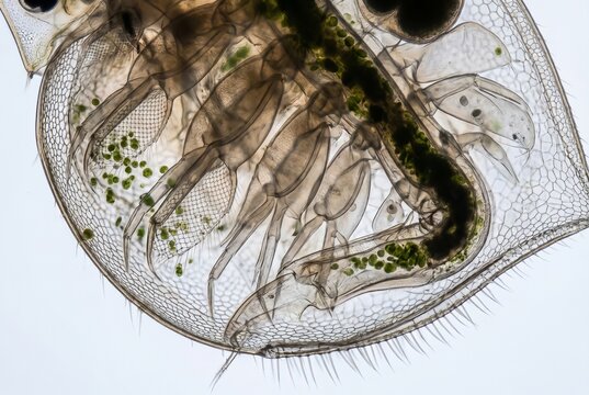 Microscopic view of Daphnia filtering legs and translucent carapace margin