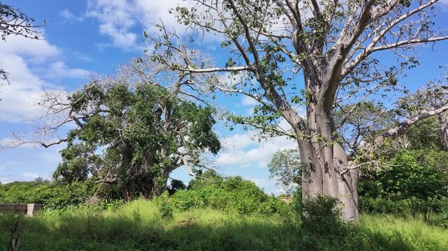 Baobab tree, Inhambane Province, Vilankulo, Mozambique
