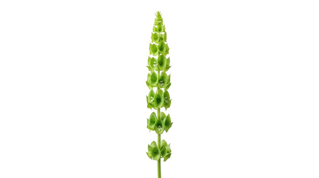 Single green bells of ireland flower stem isolated on a plain background