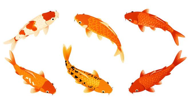 koifishillustration, orangekoifish, koifish, koi, fish, carp, aquatic, freshwater, japanese, ornamental, wildlife, nature, swimming, orange, vector, illustration, isolated