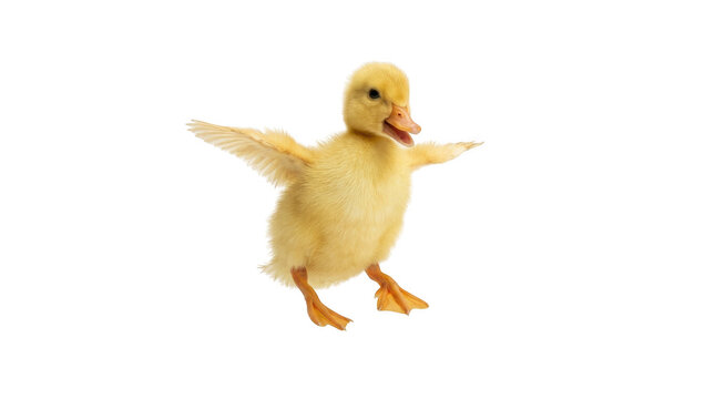 Cute fluffy yellow baby duckling spreading its wings and standing
