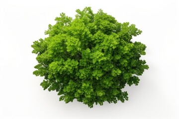 Fototapeta premium Green tree parsley plant herbs.