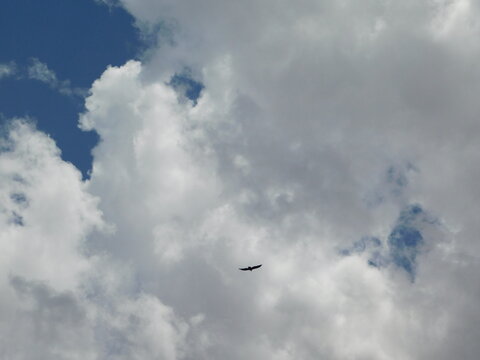 Condor