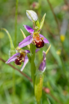Bee Orchid (Ophrys apifera) flowering at Green Down, Somerset, UK.