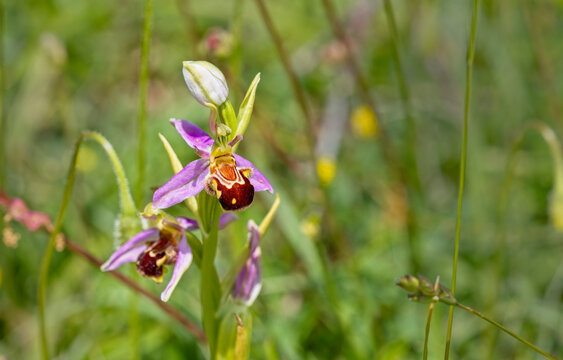 Bee Orchid (Ophrys apifera) flowering at Green Down, Somerset, UK.