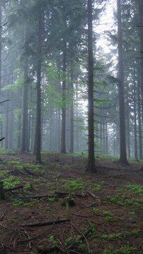 Misty Spruce Forest Drone Sideways Flight Through Dense Fog Vertical Aerial