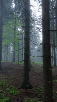 Vertical Drone Video Lateral Flight Through Misty Spruce Forest