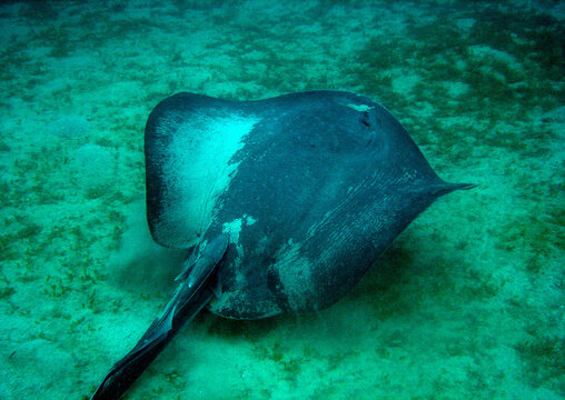 Large southern stingray swimming over a sandy and grassy seabed in tropical waters