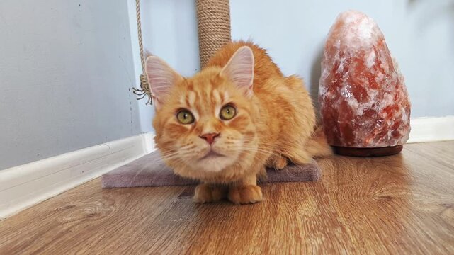 Cute emotion Maine coon cat sitting on scratching post near green flower with big leaves in room interior. Cat is calm looking up her big fun curious eyes. Pet active moving video in natural day light