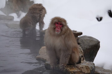 Japanese macaque snow monkey sitting on a rock by the hot spring in Jigokudani Monkey Park, Nagano, Japan © rbkgm146