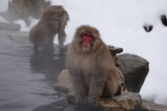 Japanese macaque snow monkey sitting on a rock by the hot spring in Jigokudani Monkey Park, Nagano, Japan