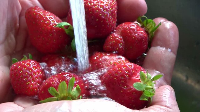 Person washing fresh ripe strawberries in hands