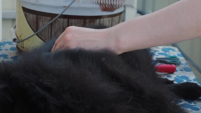 Person Deshedding Black Dog with Slicker Brush