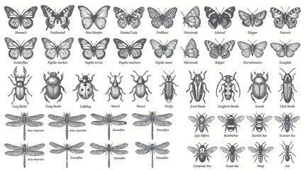 Vintage collection of hand drawn insects and butterflies © Dayah
