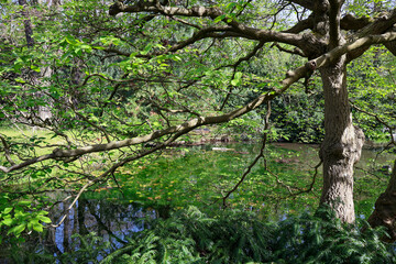 Fototapeta premium Tranquil nature landscape featuring an ancient tree trunk and lush foliage reflecting in calm river water green tree branches